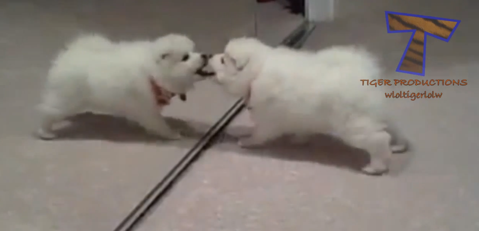 dog sees itself in a mirror